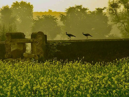 GoVrindavan-Los pajaros del Alma y la SuperAlma